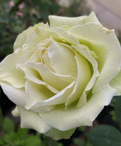 Alternative view of Green Light