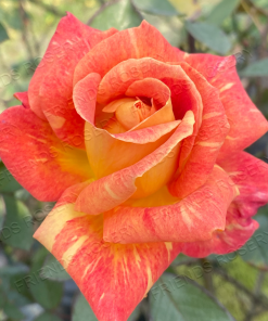 Alternative view of Harry Wheatcroft