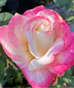 Alternative view of Headliner