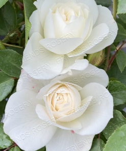 Alternative view of Iceberg Climber