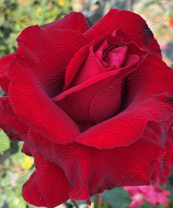 Alternative view of In The Mood