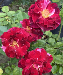 Alternative view of Just Imagine