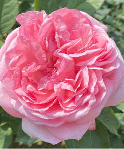 La Rose De Molinard