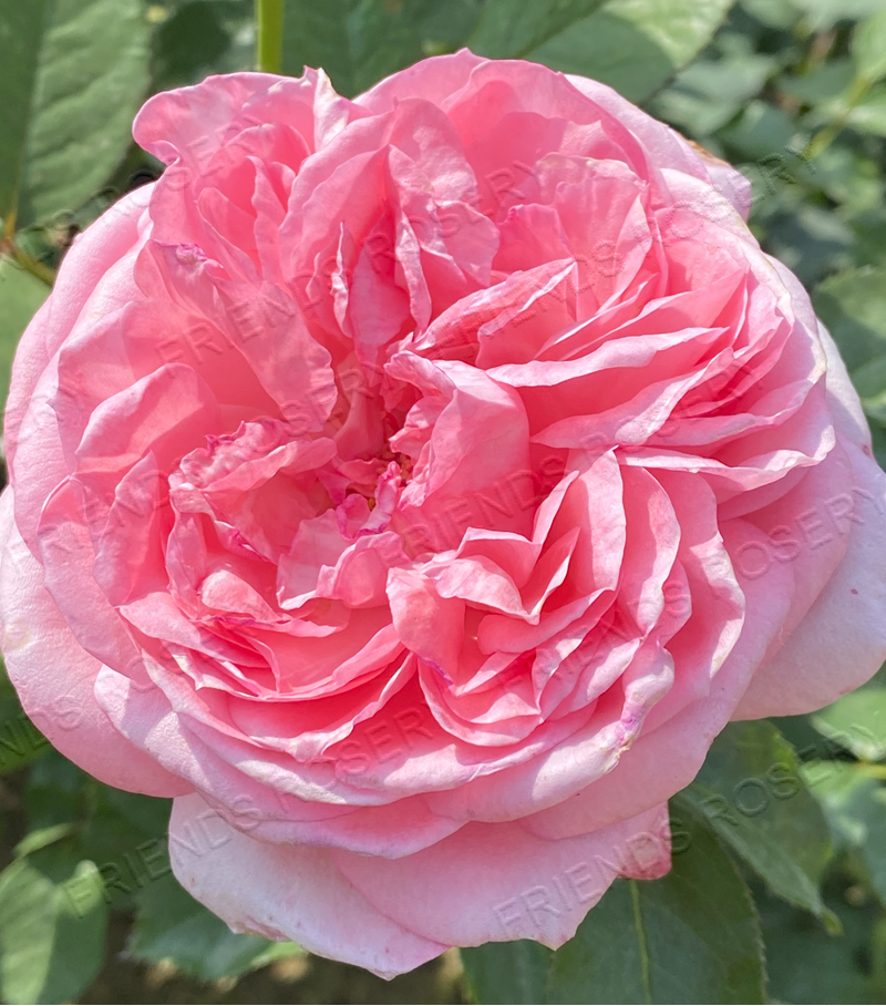 La Rose De Molinard