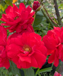 Alternative view of Lucy