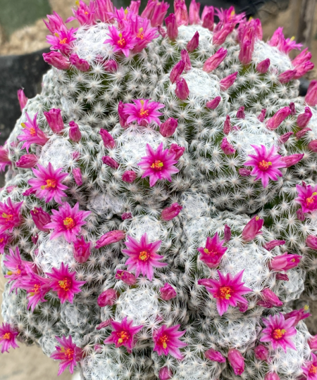 Mammillaria humboldtii