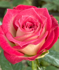 Alternative view of Merry Go Round