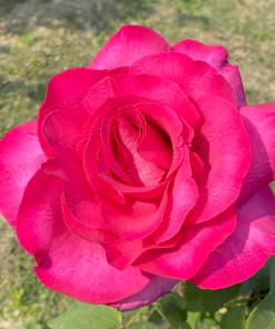 Alternative view of Parole