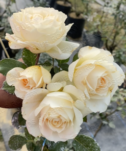 Alternative view of Picture of Health