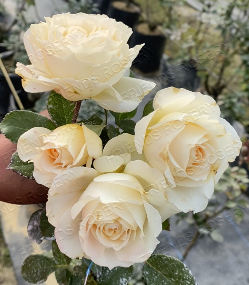 Picture of Health - Image 2