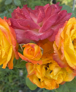 Alternative view of Pinata