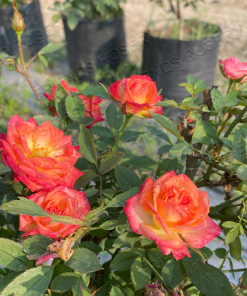 Alternative view of Puppy Love