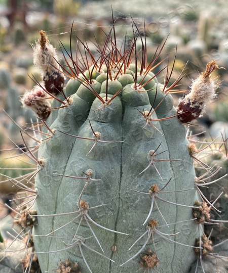 Pyrrhocactus megliollii