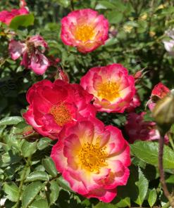 Alternative view of Rainbow Happy Trail