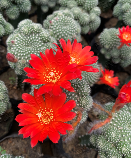 Rebutia krainziana