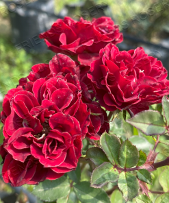 Alternative view of Red Sunblaze