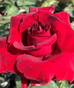 Alternative view of Rouge et Noir