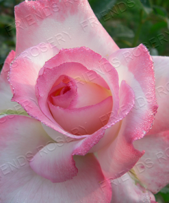 Alternative view of Secret