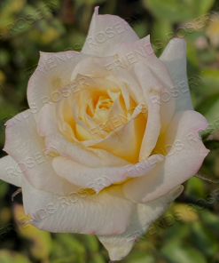 Alternative view of Smiling Girl