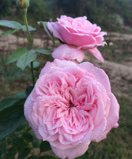 Souvenir De La Malmassion