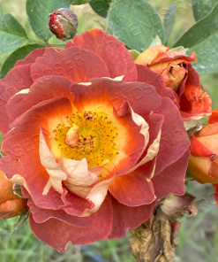 Alternative view of Strange Brew