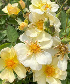 Alternative view of Sunshine Happy Trails