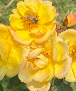 Sunshine Happy Trails