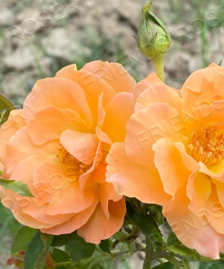 Alternative view of Tangerine Skies