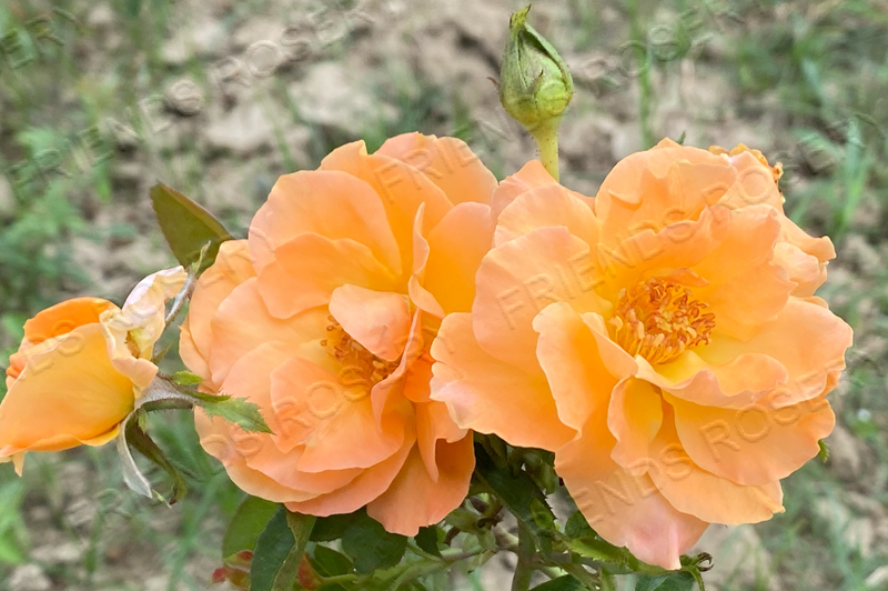 Tangerine Skies - Image 2