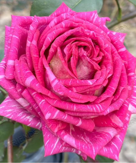 Tata Centennial Climber