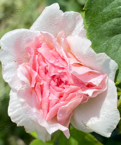 The Wedgewood Rose