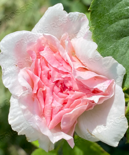 The Wedgewood Rose