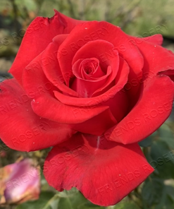 Alternative view of Timeless