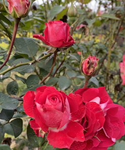 Alternative view of Tipus Flame