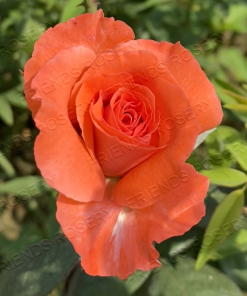 Alternative view of Tropical Sunrise