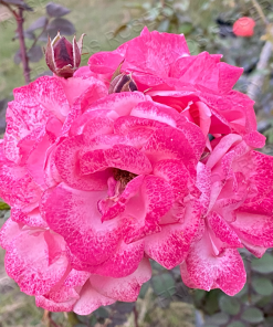 Alternative view of Vichitra