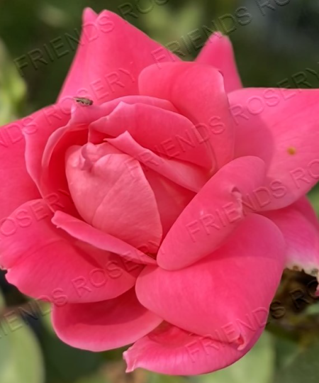 Pink Double Knockout