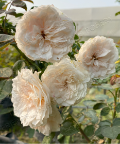 Alternative view of Schloss Eutin